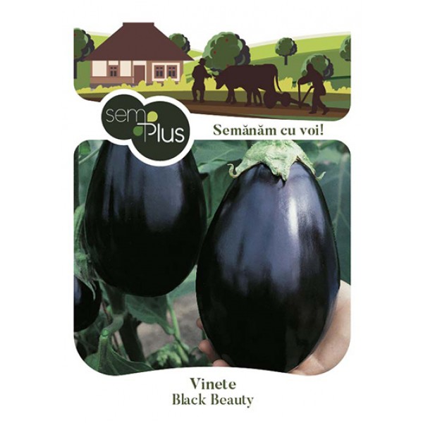 Seminte de vinete Black Beauty, 1 gram, SemPlus
