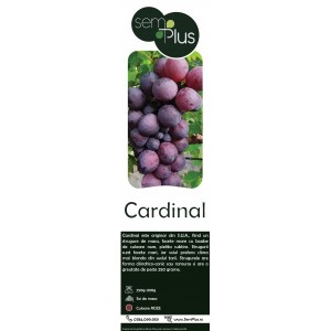 Butasi de vita de vie, Cardinal, 1 bucata, SemPlus