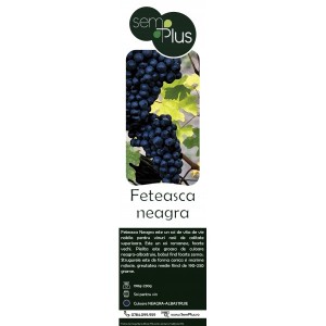 Butasi de vita de vie, Feteasca Neagra, 1 bucata, SemPlus