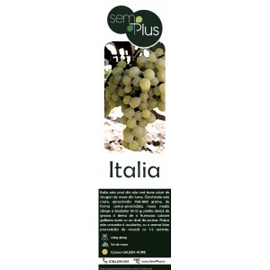 Butasi de vita de vie, Italia, 1 bucata, SemPlus