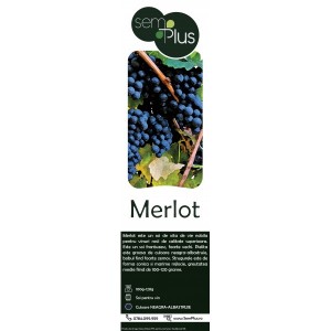Butasi de vita de vie, Merlot, 1 bucata, SemPlus