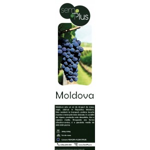 Butasi de vita de vie, Moldova, 1 bucata, SemPlus