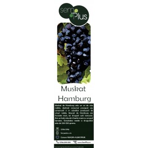 Butasi de vita de vie, Muskat de Hamburg, 1 bucata, SemPlus