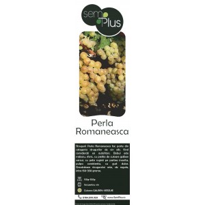 Butasi de vita de vie, Perla Romaneasca, 1 bucata, SemPlus
