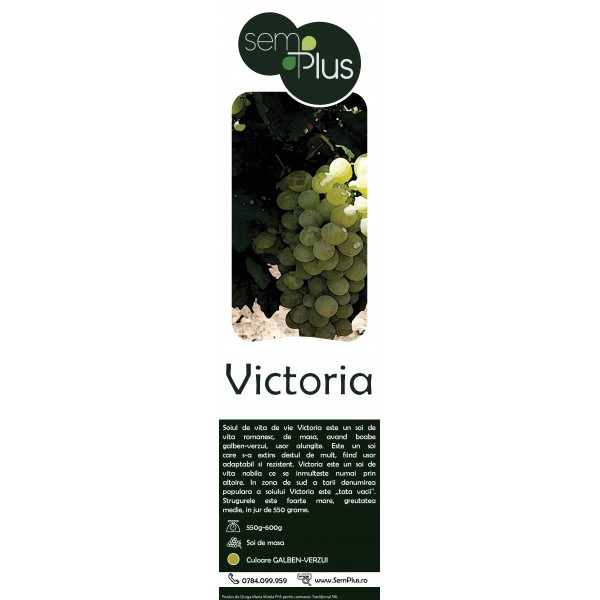 Butasi de vita de vie, Victoria, 1 bucata, SemPlus