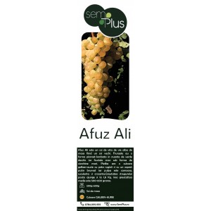 Butasi de vita de vie, Afuz Ali, 1 bucata, SemPlus
